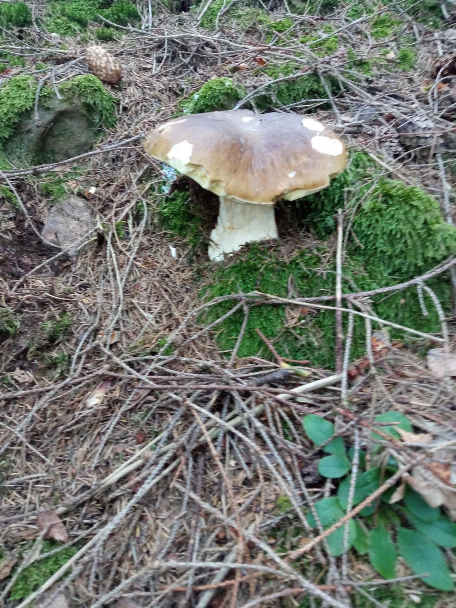 На Березові Krivorovnya Esterno foto