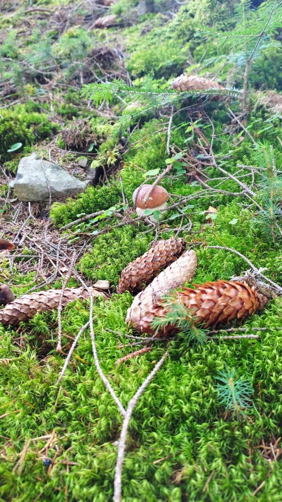На Березові Krivorovnya Esterno foto